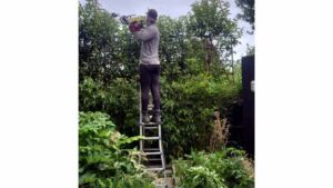 Expert tree crown shaping and professional arboricultural services