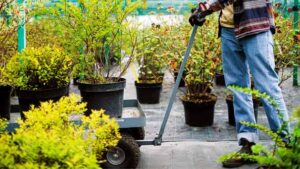 Detailed garden planting design for year-round colour