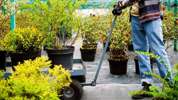 Detailed garden planting design for year-round colour
